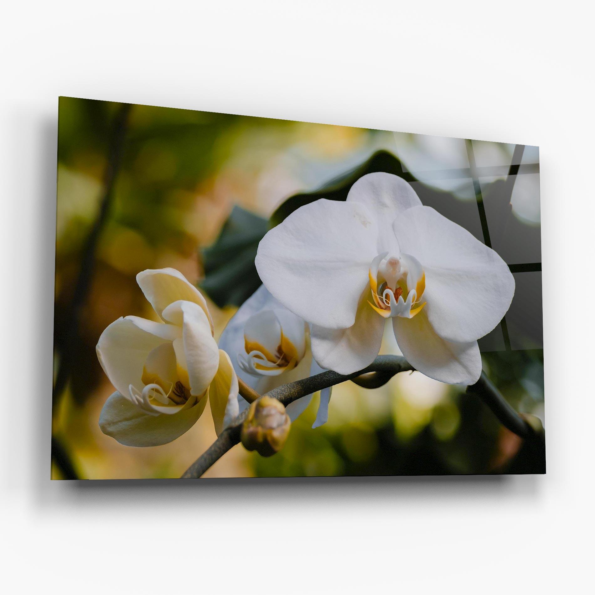 Üvegkép Cream Orchid In Nature mockup 6