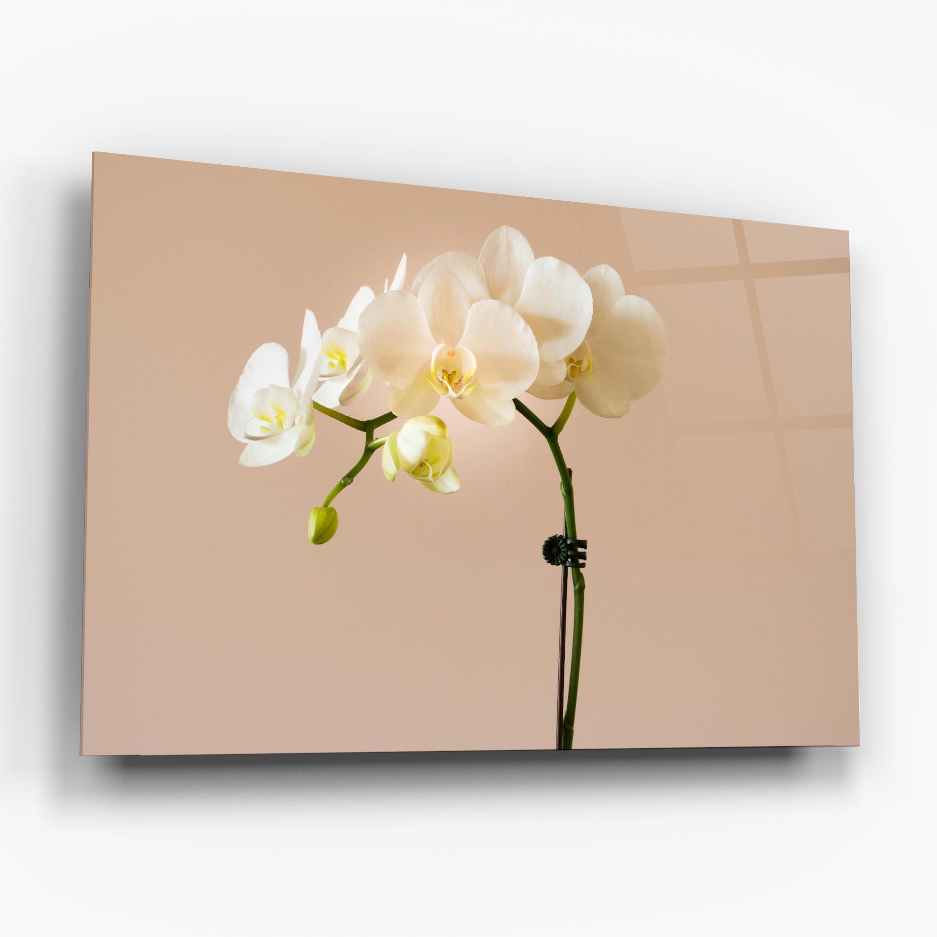 Cream Orchid On Pink mockup 6