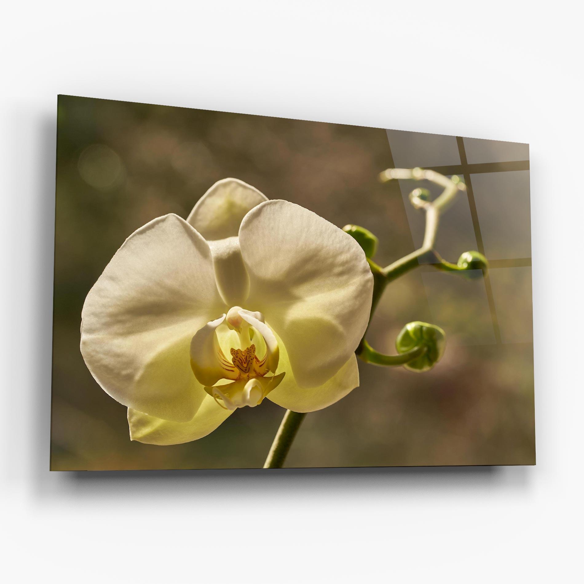 Üvegkép Pastel Yellow Orchid In Garden mockup 6