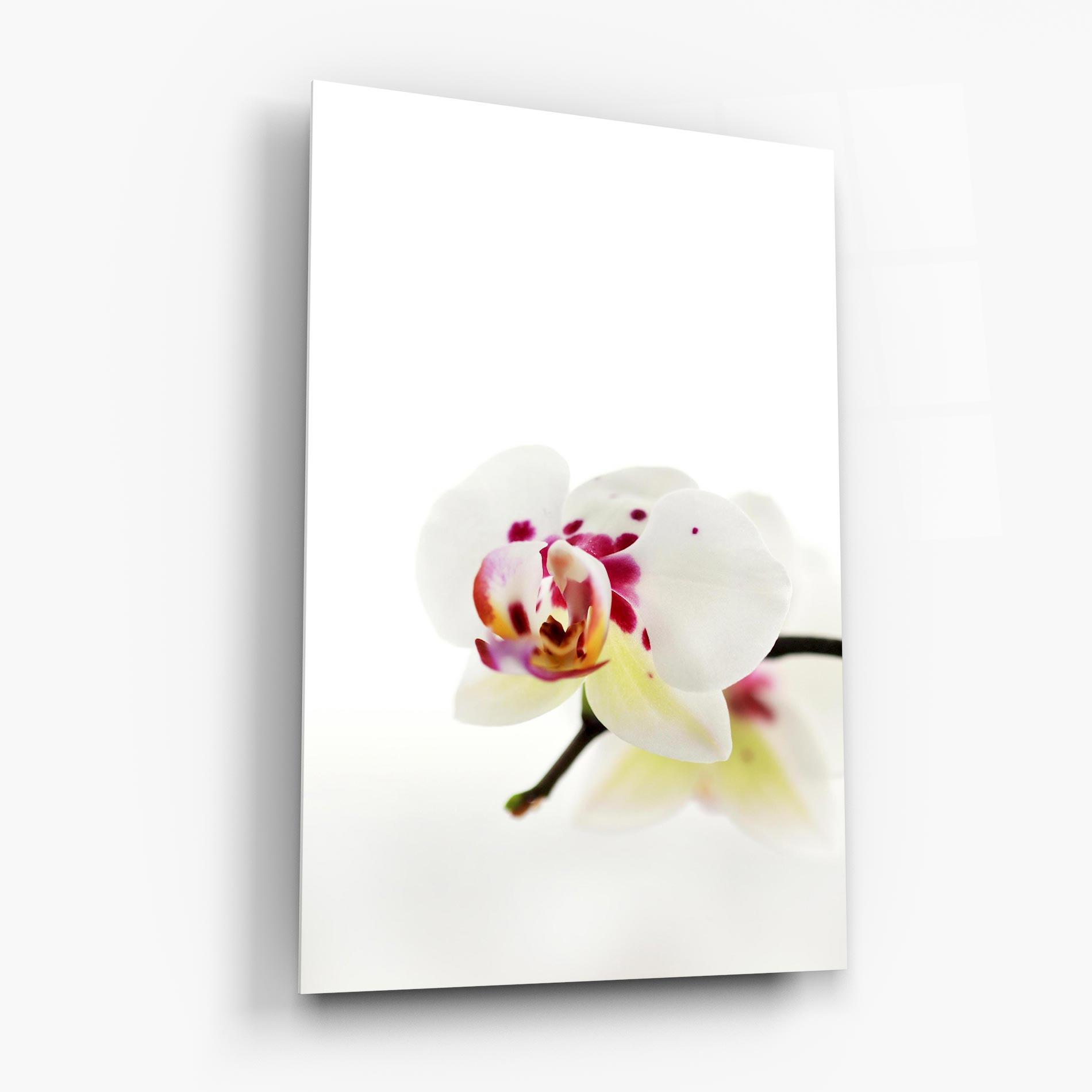 Üvegkép Clean White Orchid mockup 6