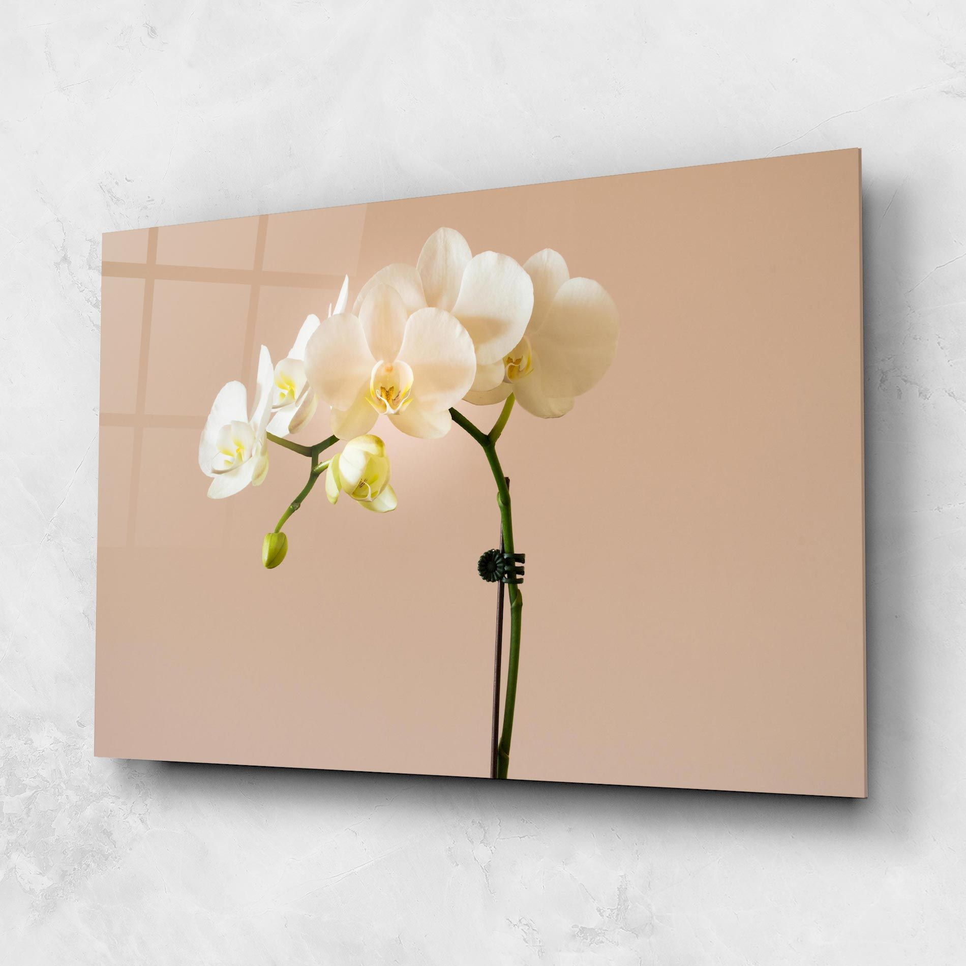 Cream Orchid On Pink mockup 1