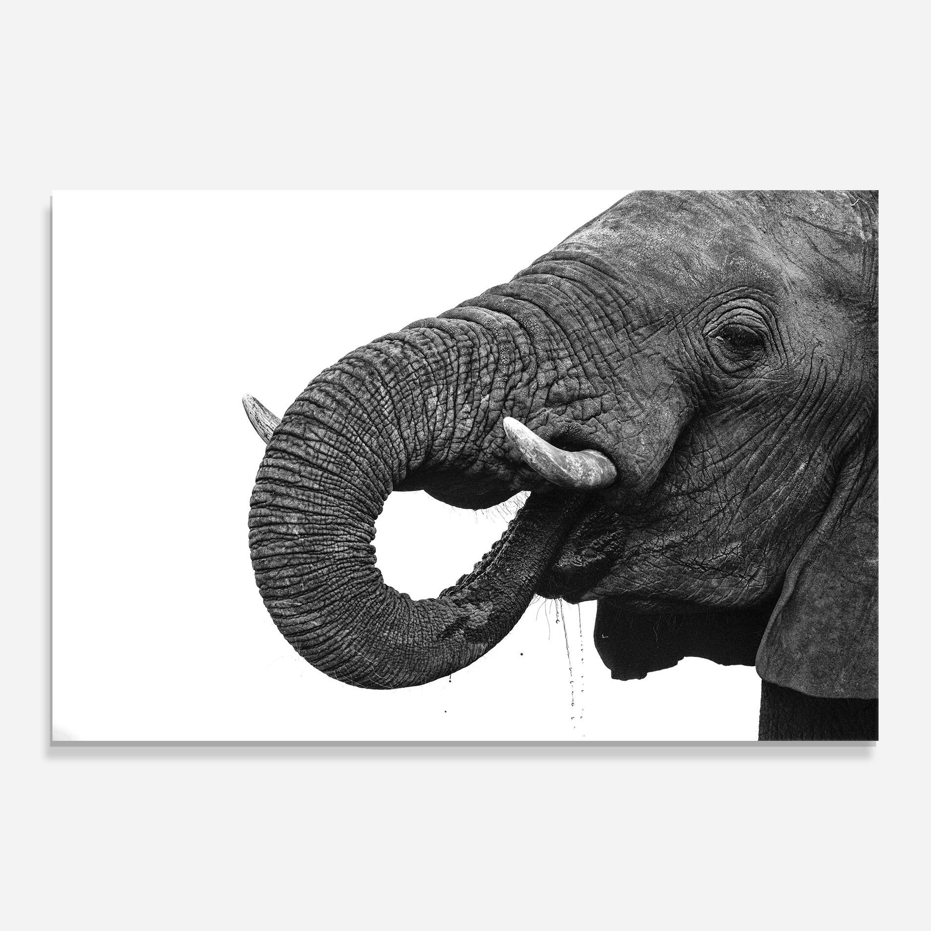 Üvegkép Elephant Drinking mockup 0