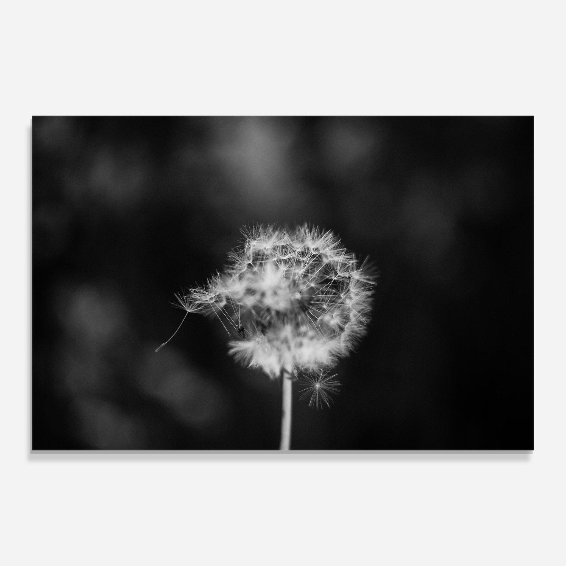 Üvegkép Grey Dandelion mockup 0