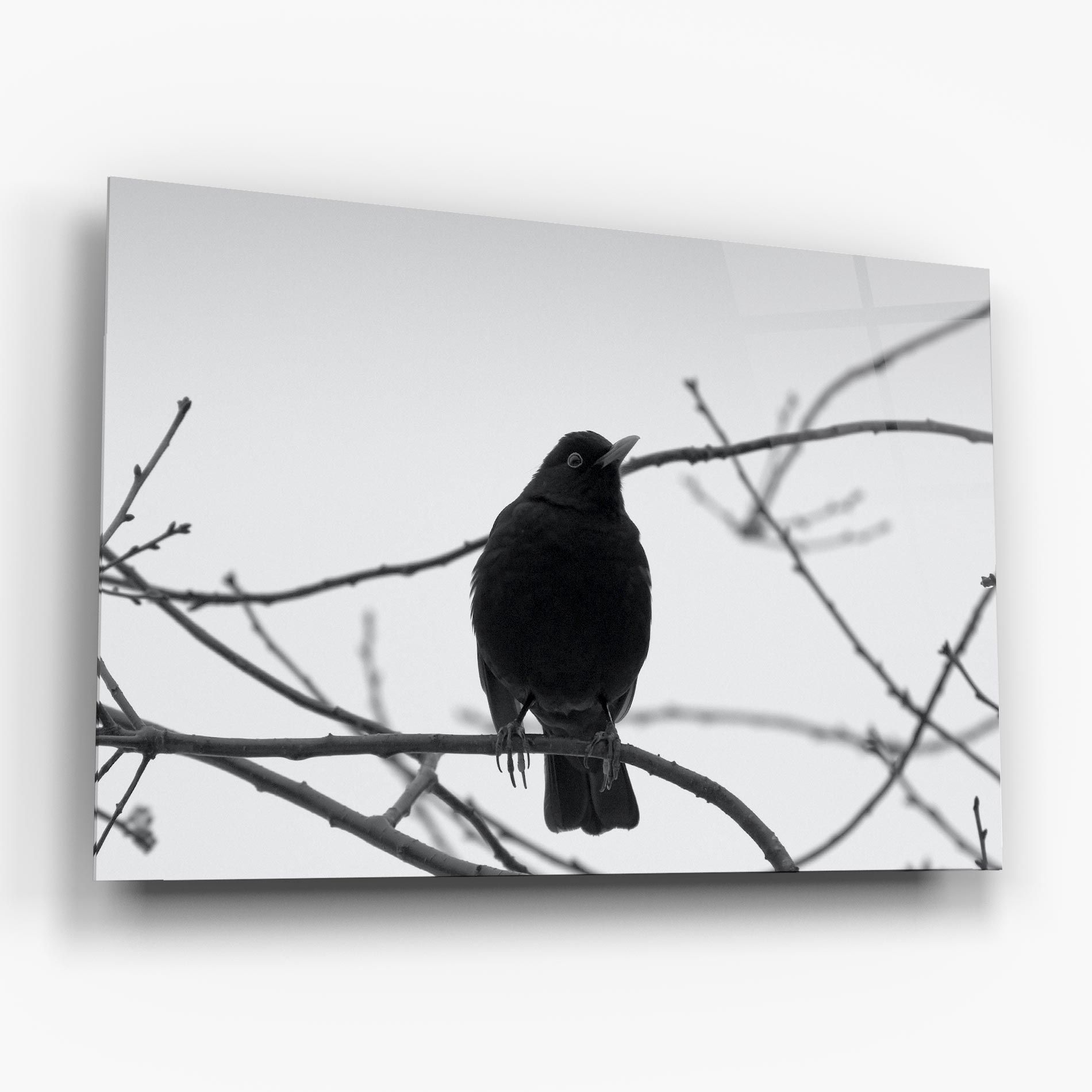 Black Bird mockup 6