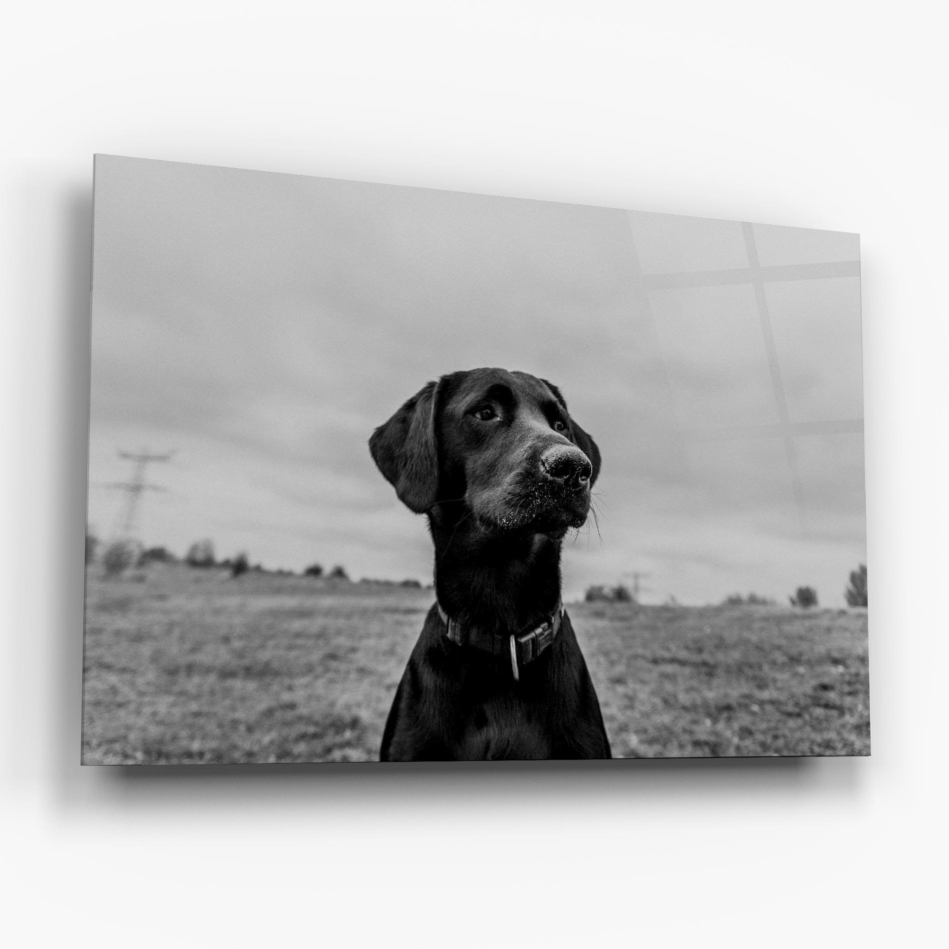 Üvegkép Black Dog mockup 6