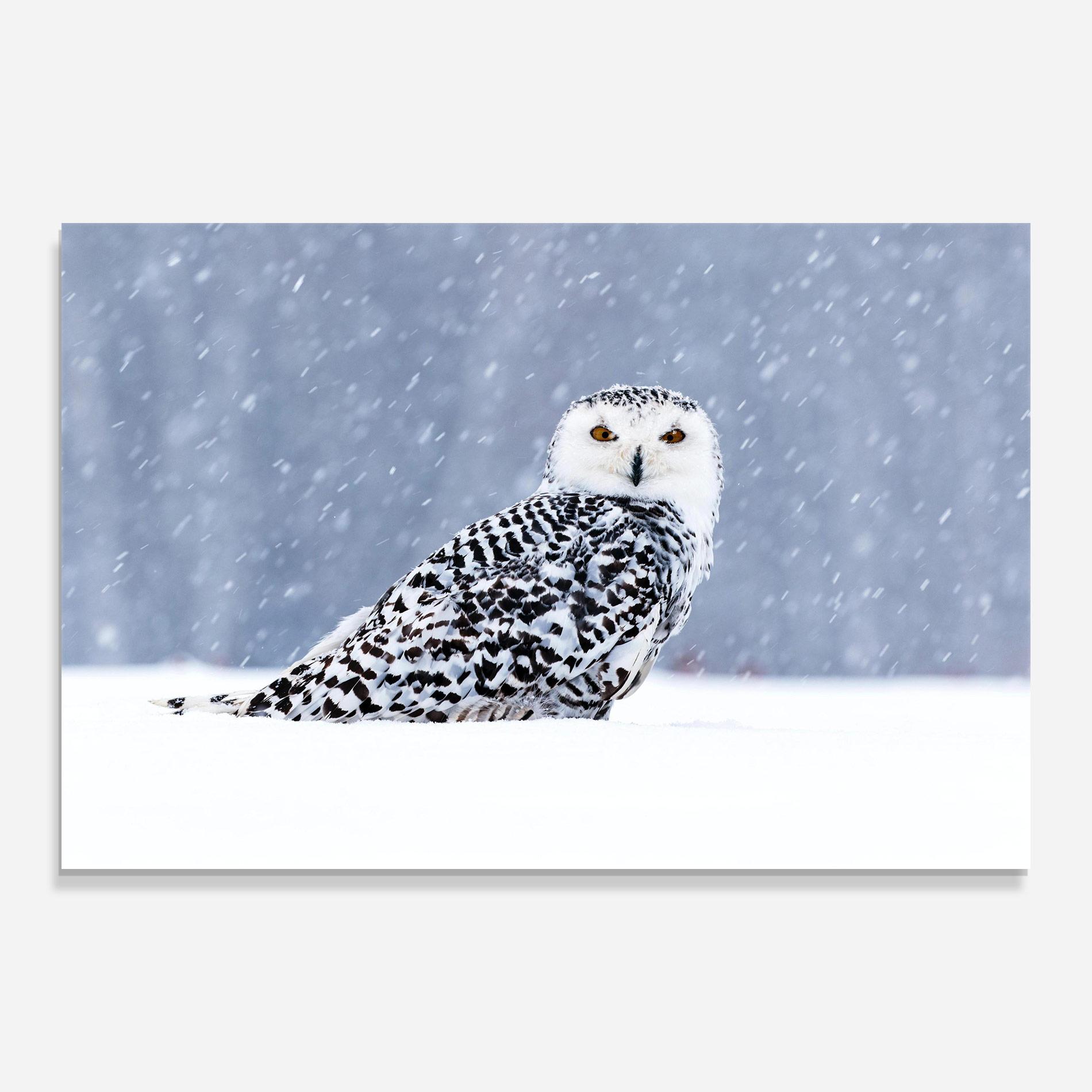 Üvegkép Snow Owl mockup 0