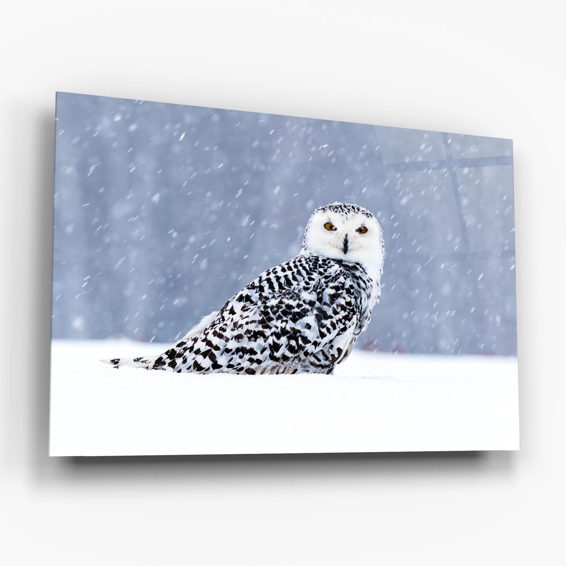 Üvegkép Snow Owl mockup 6