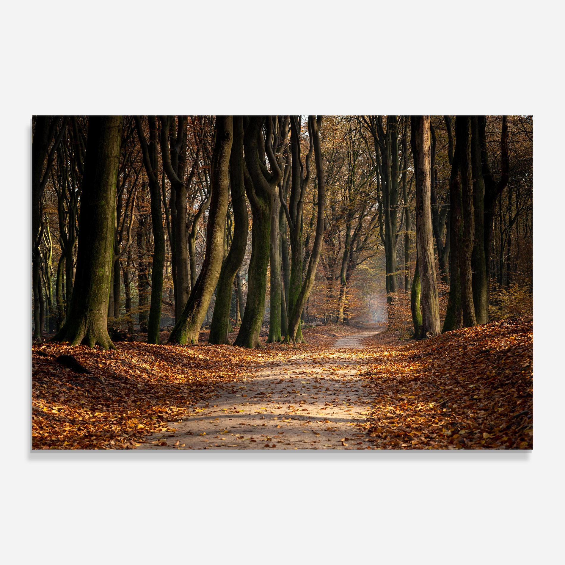 Üvegkép Autumn Path Forest mockup 0