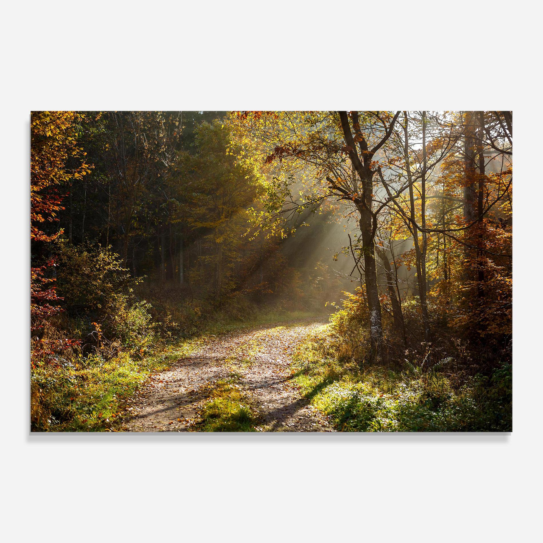 Üvegkép Autumn Trees Sun mockup 0