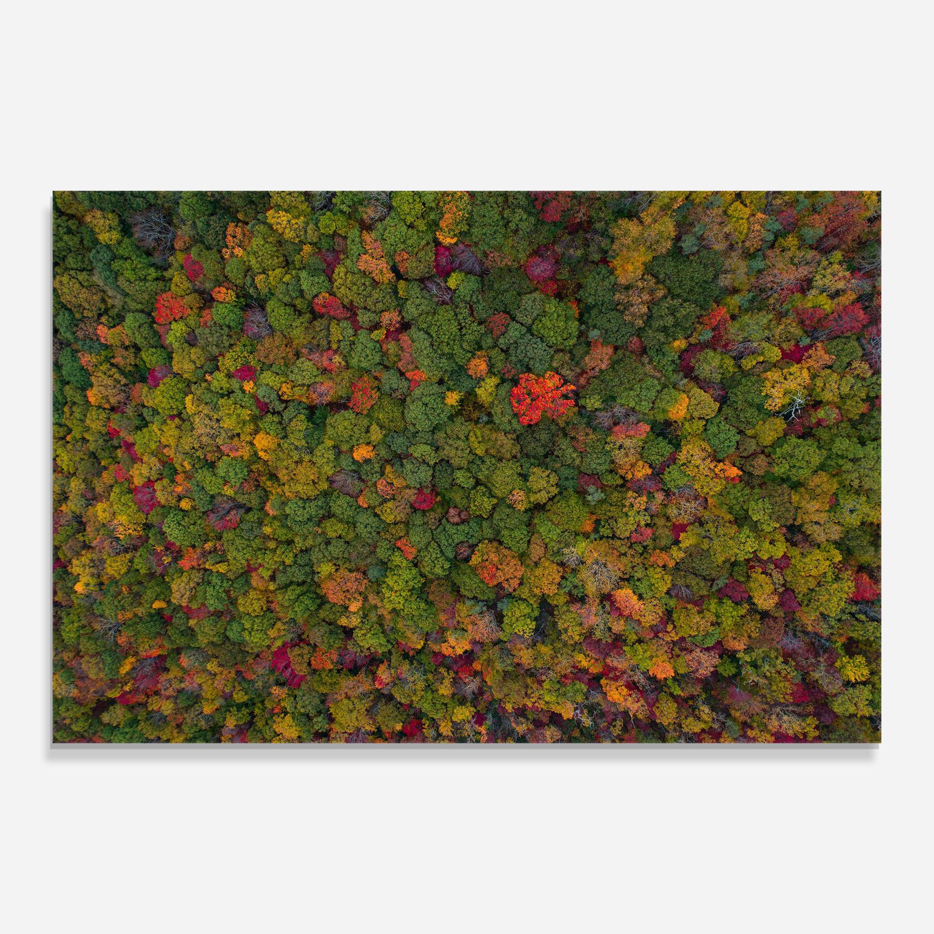 Üvegkép Color Mix Forest mockup 0