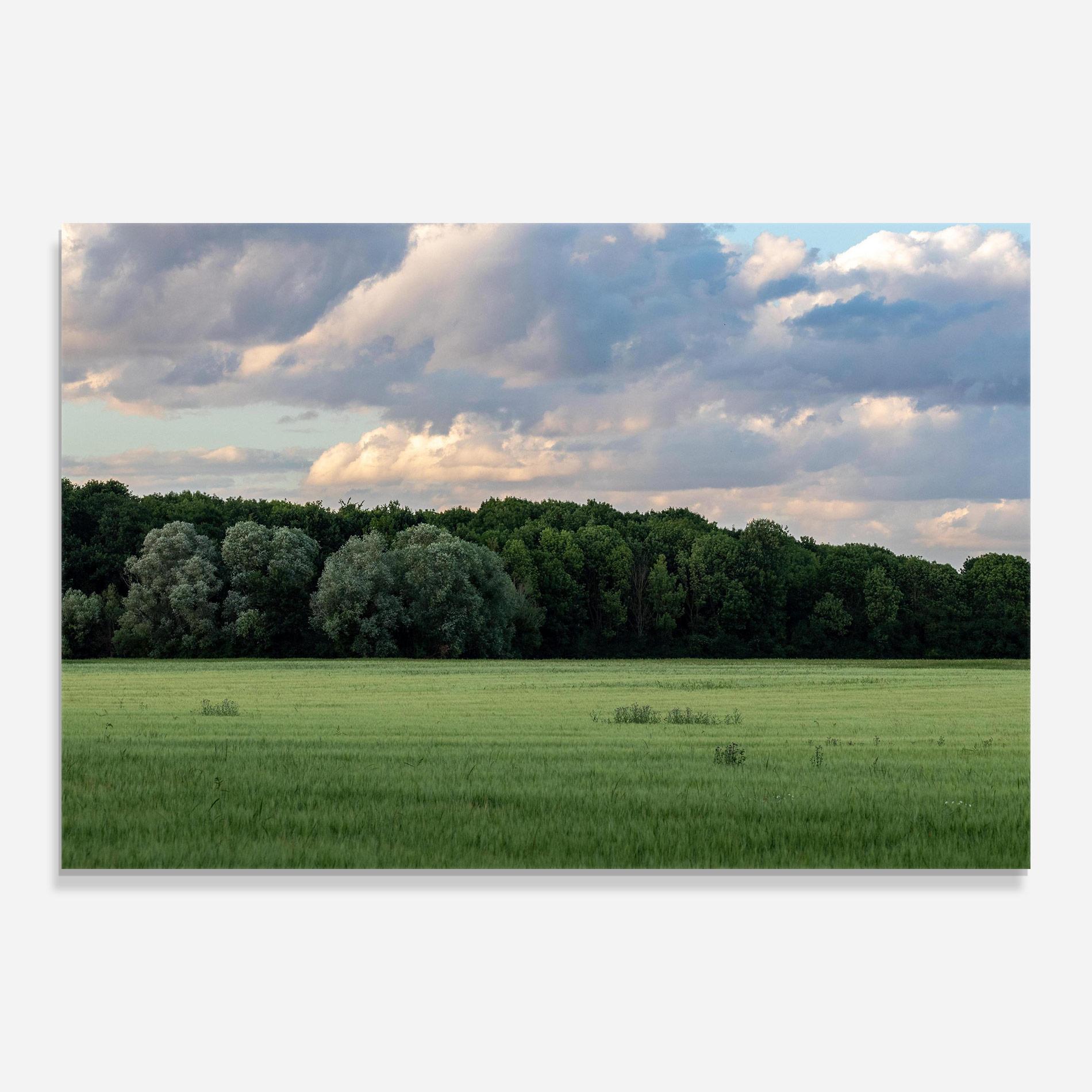 Üvegkép Forest Field mockup 0