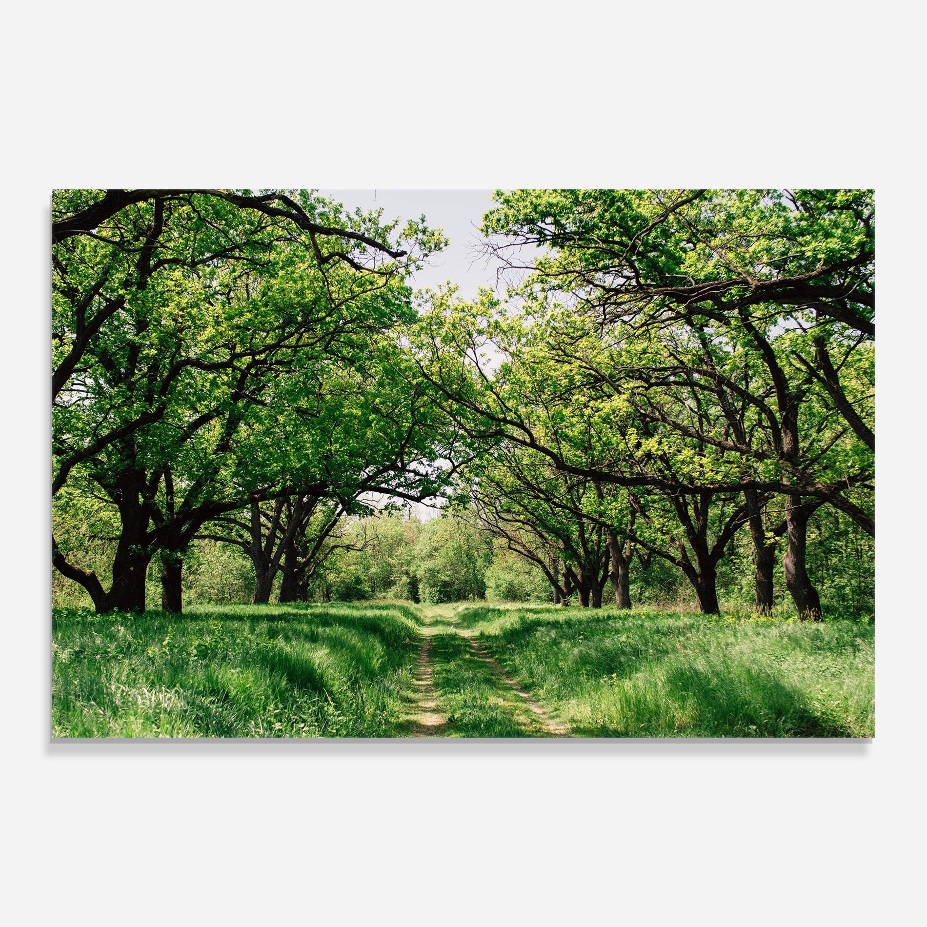 Üvegkép Forest Green Path mockup 0