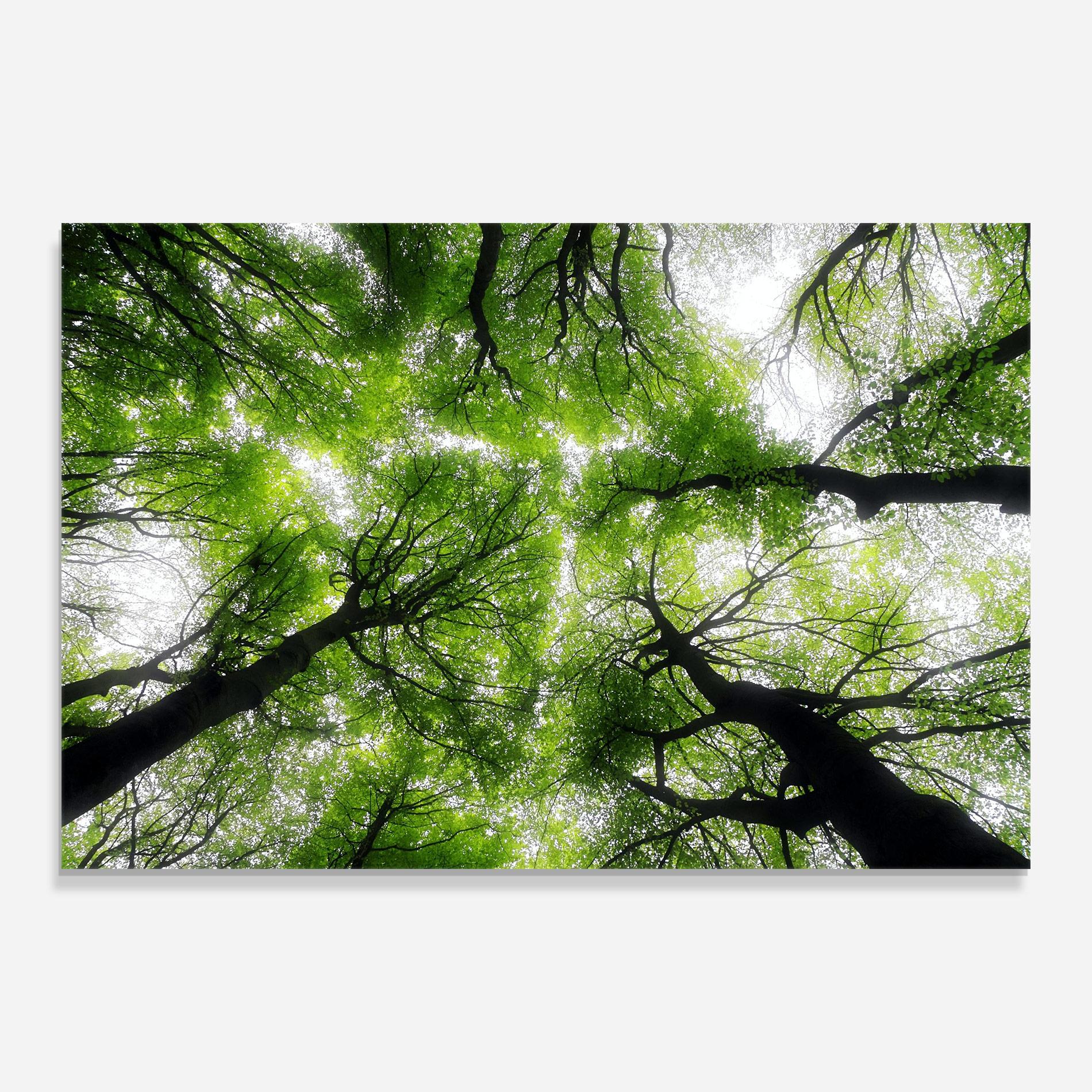 Üvegkép Forest Green Tree mockup 0