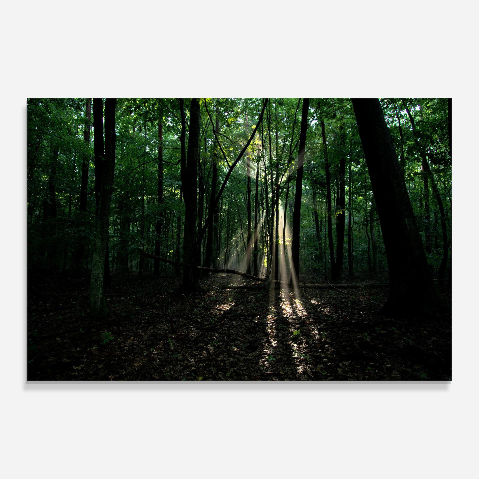 Üvegkép Forest Sun Light mockup 0