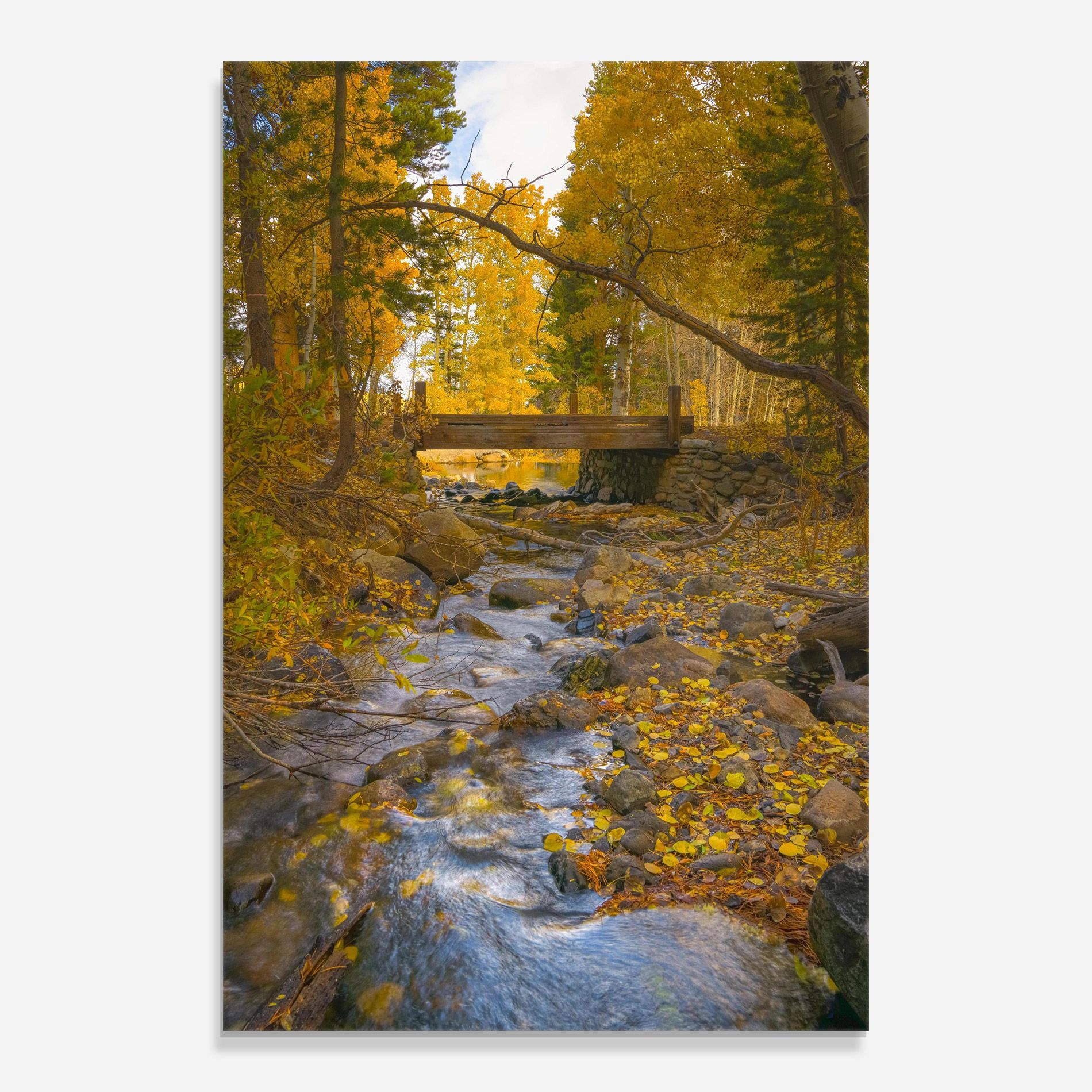 Yellow View Forest mockup 0