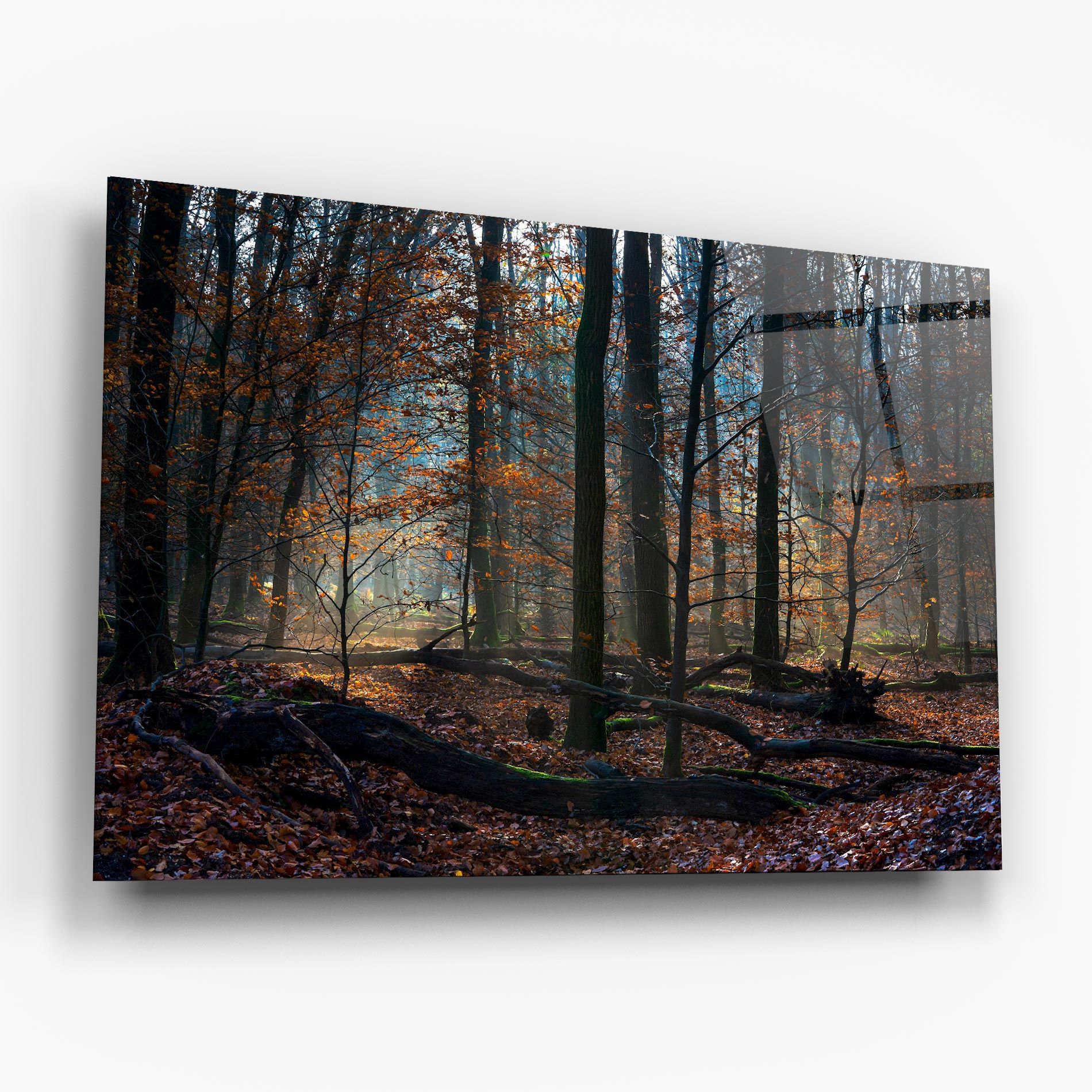 Forest Autumn Day mockup 6