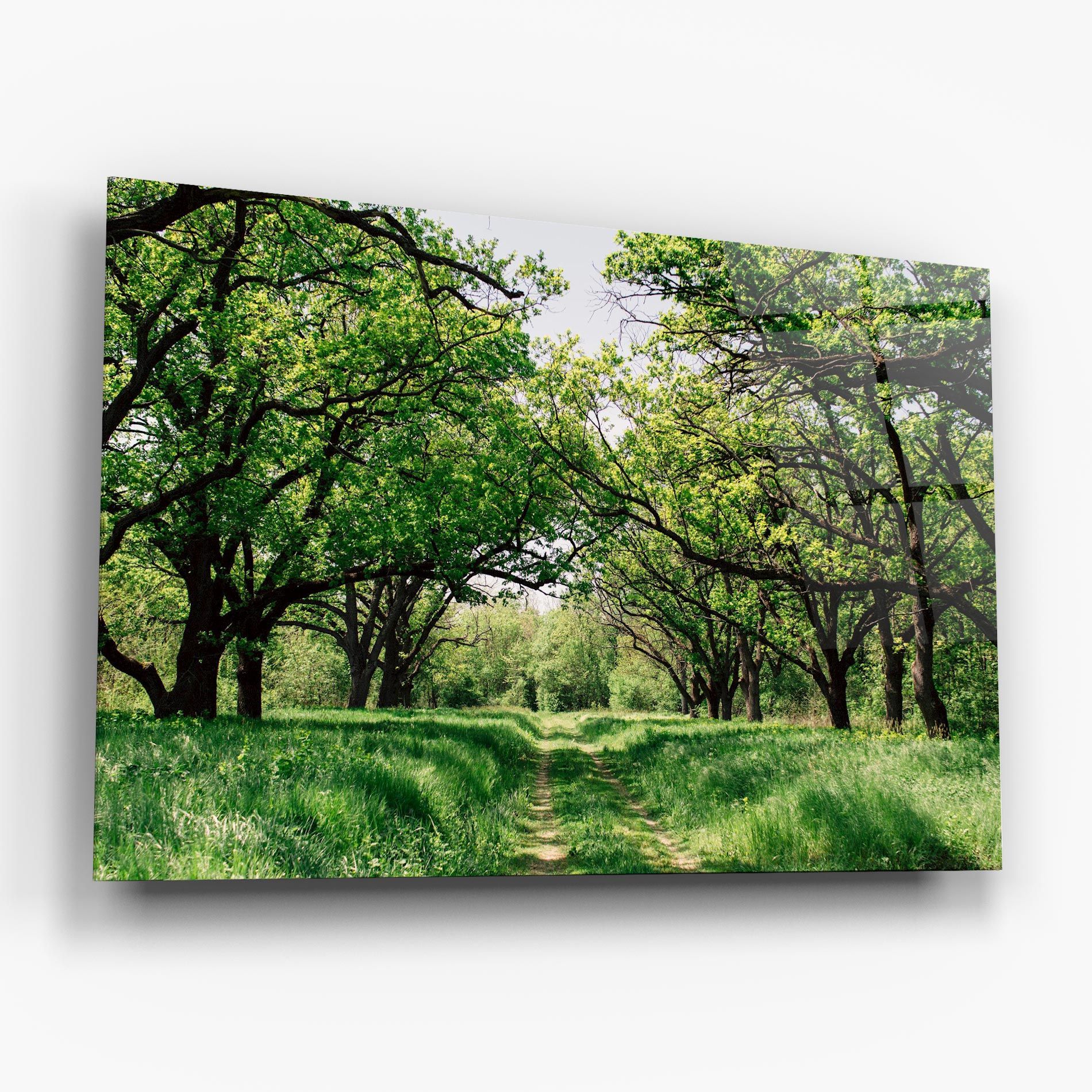 Forest Green Path mockup 6