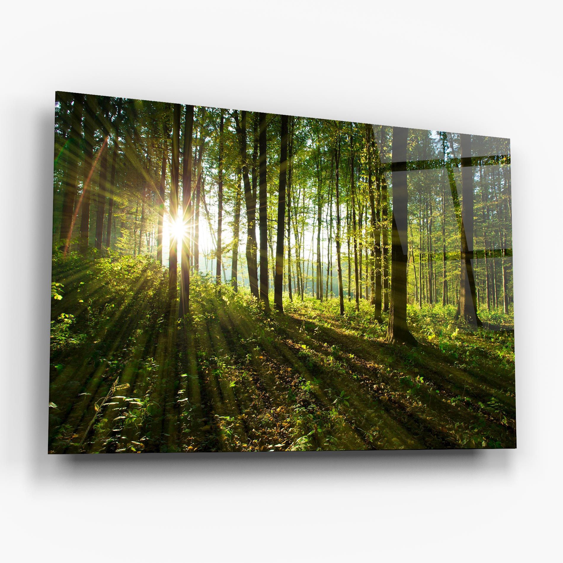 Green Light Forest mockup 6