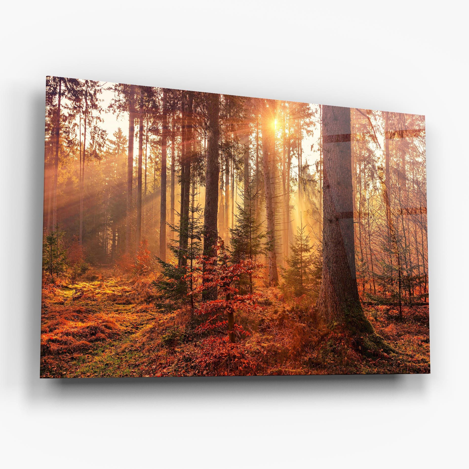 Orange Light Forest mockup 6
