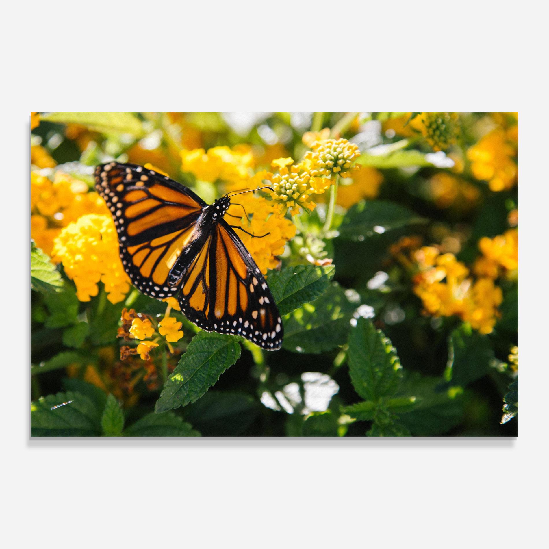 Üvegkép Orange Spring Butterfly mockup 0
