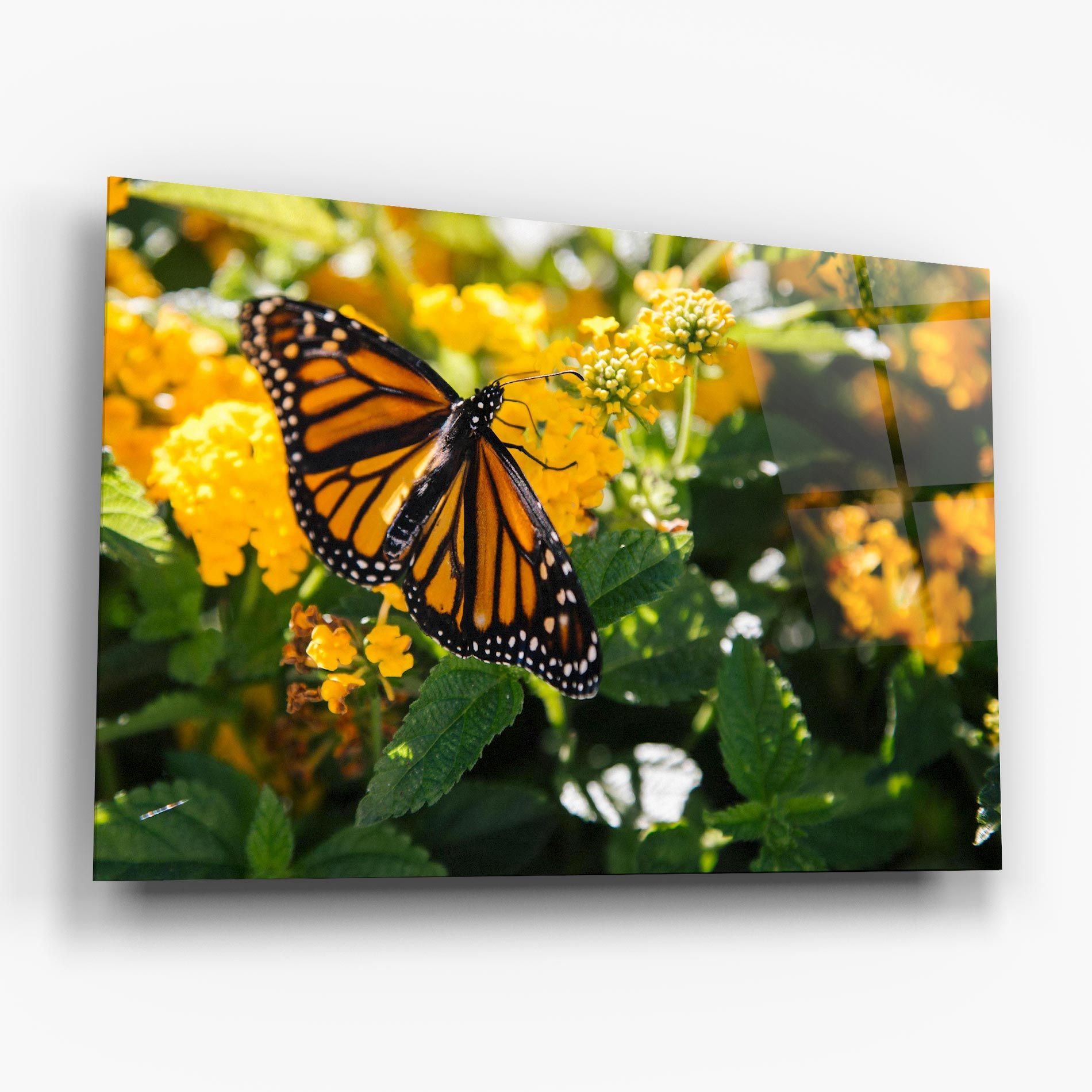 Orange Spring Butterfly mockup 6