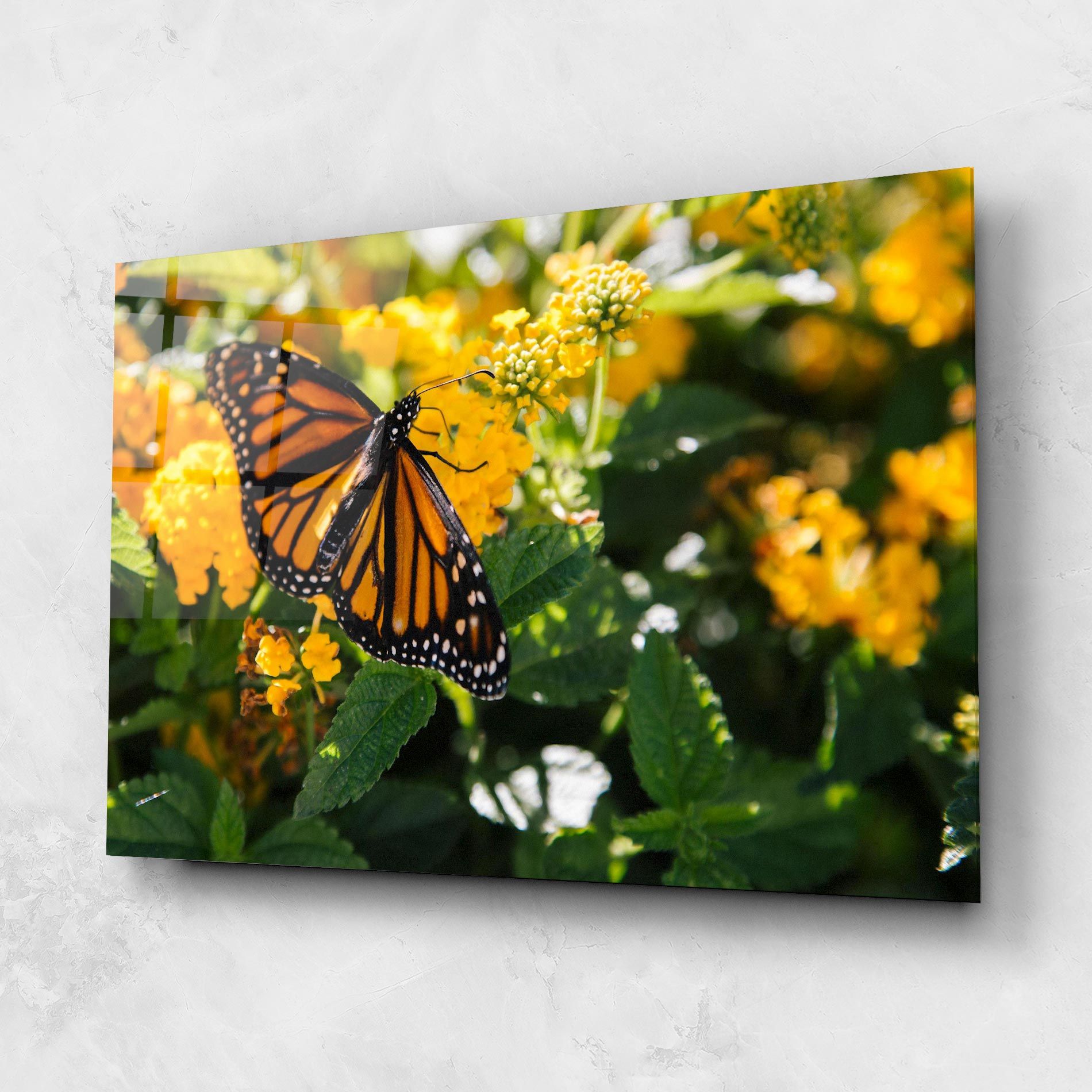 Orange Spring Butterfly mockup 1