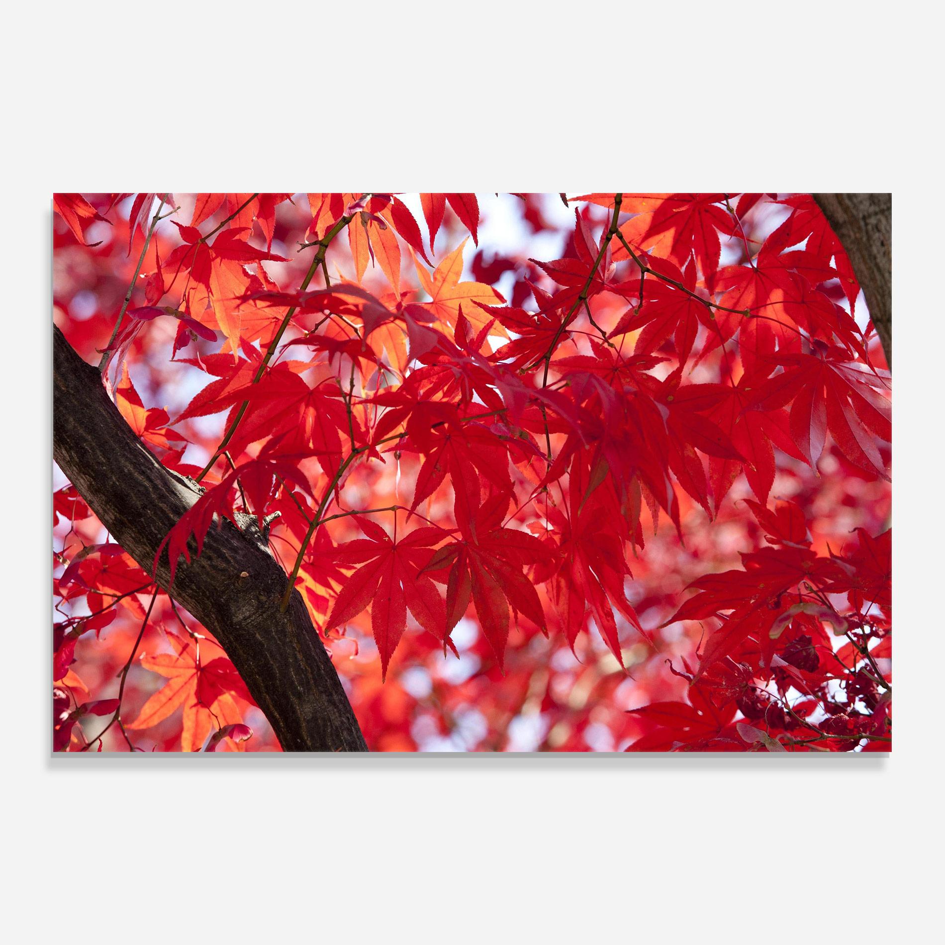 Üvegkép Pretty Red Leaves mockup 0