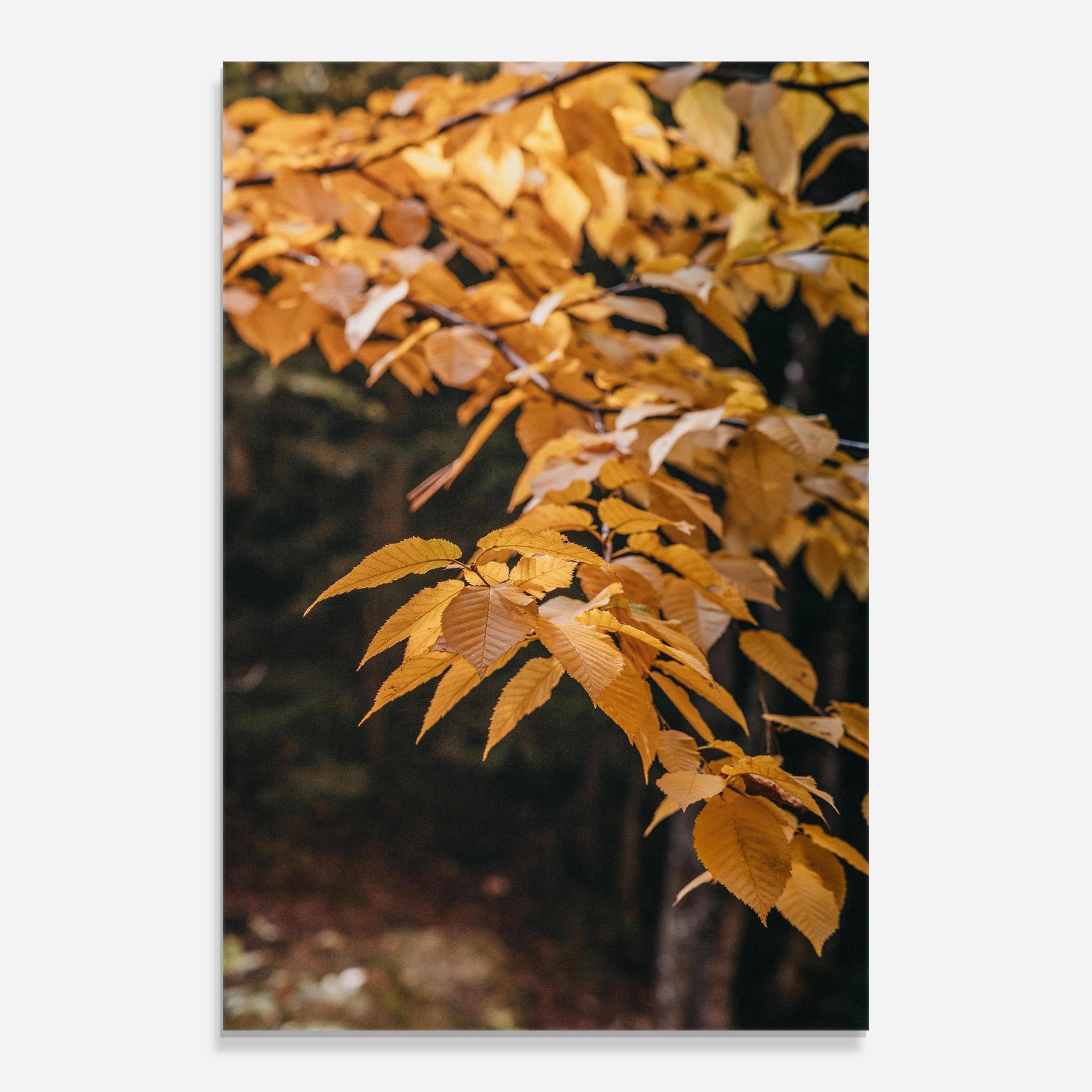 Üvegkép Autumn Nature mockup 0