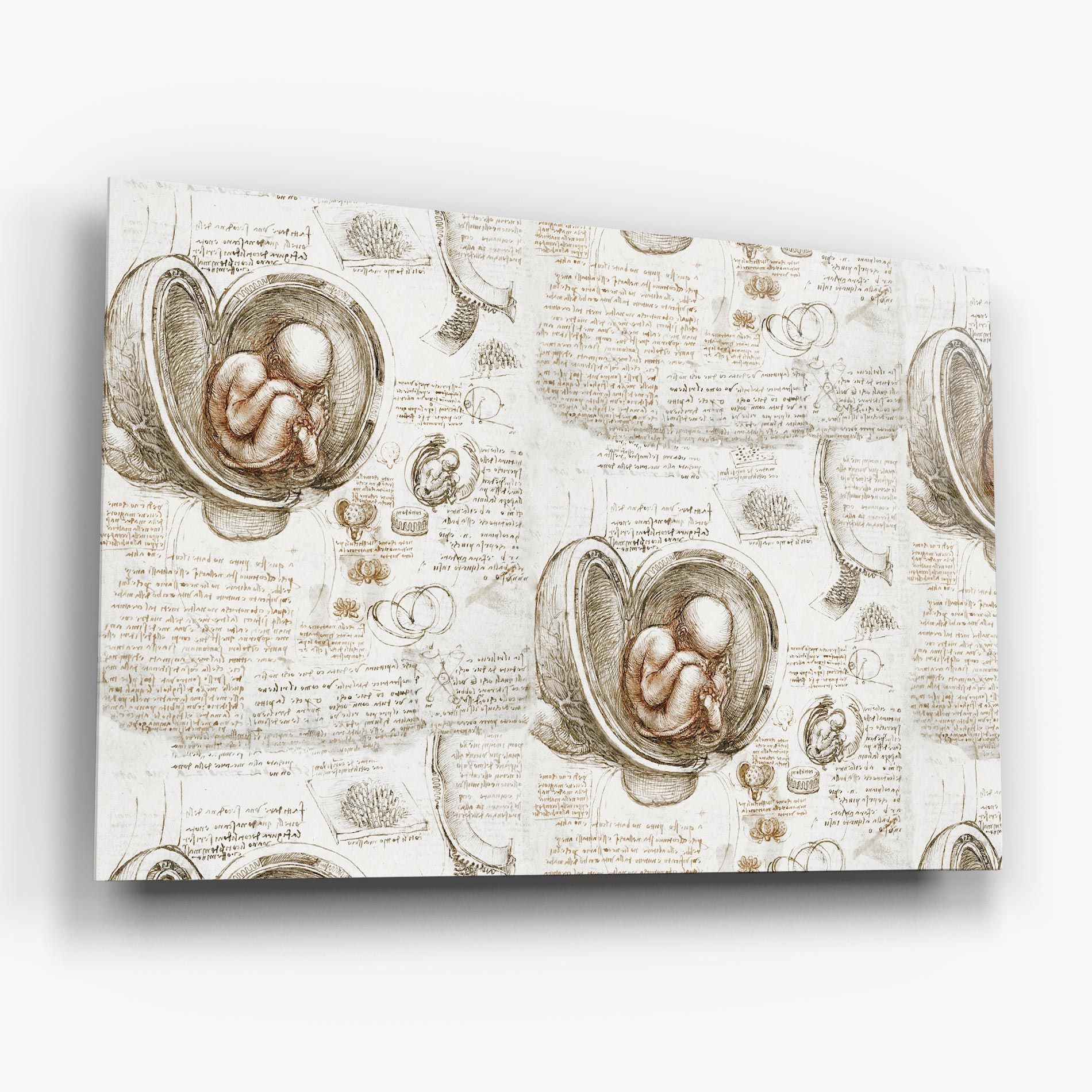 Leonardo Studies Of The Foetus mockup 6