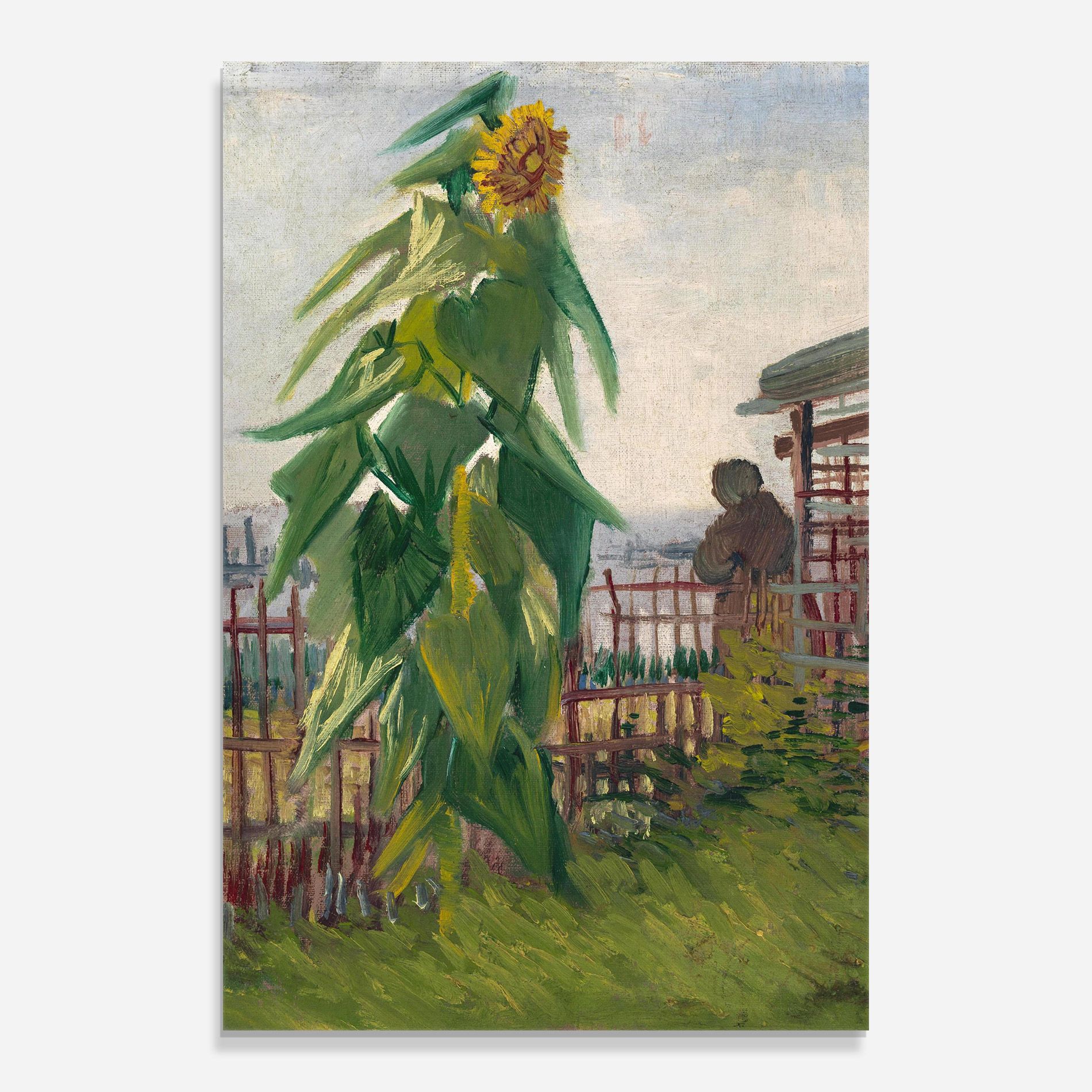Allotment With Sunflower mockup 0