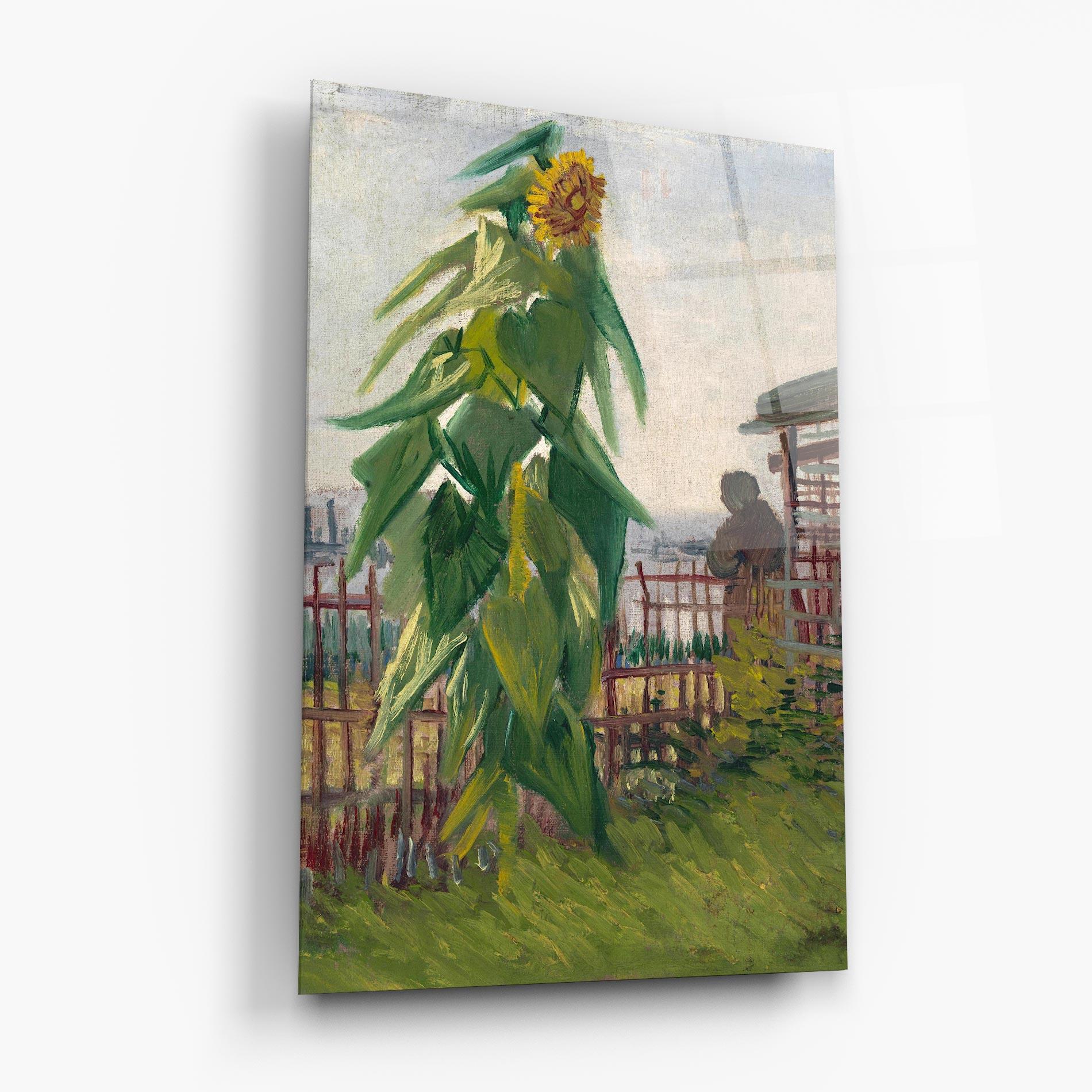 Üvegkép Allotment With Sunflower mockup 6